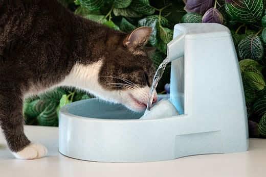 Katt drikker rent vann fra en vanndispenser. Kattevannfontene. Dyretørste. Dehydrering hos en katt.