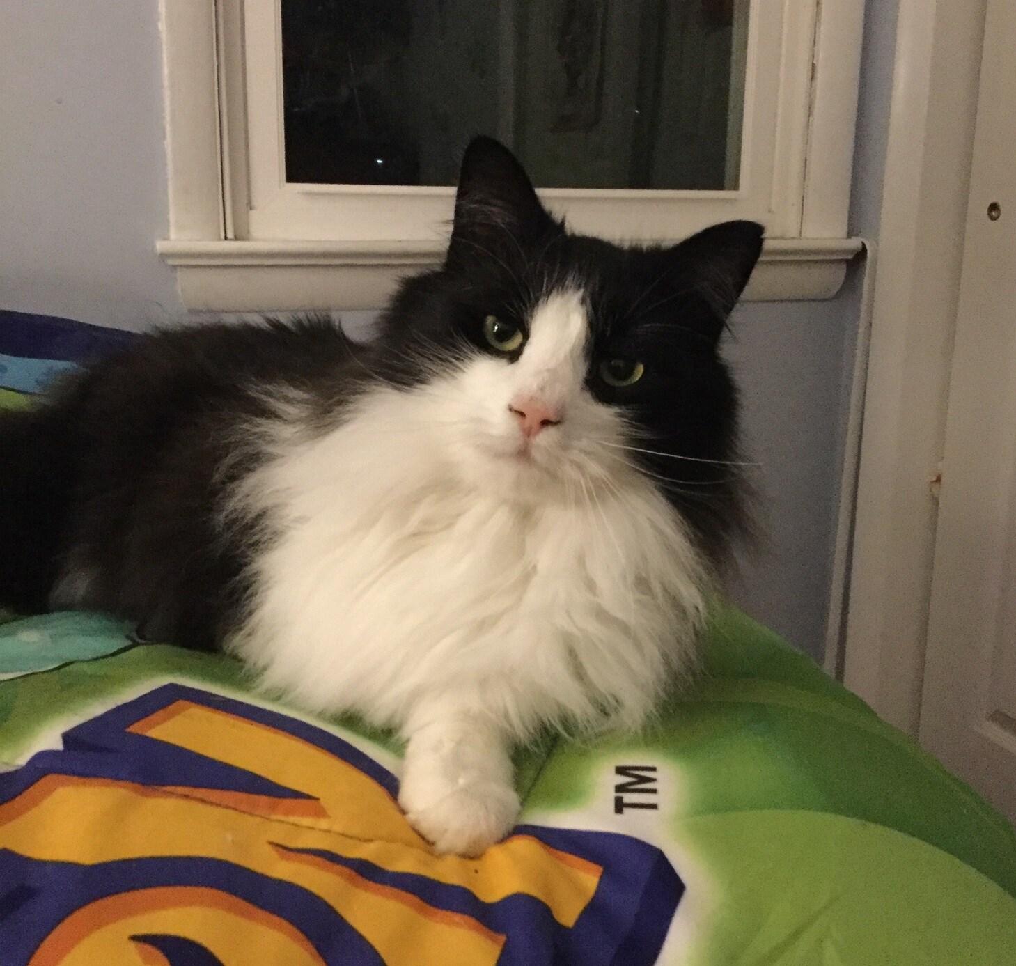 Black and white long-haired cat