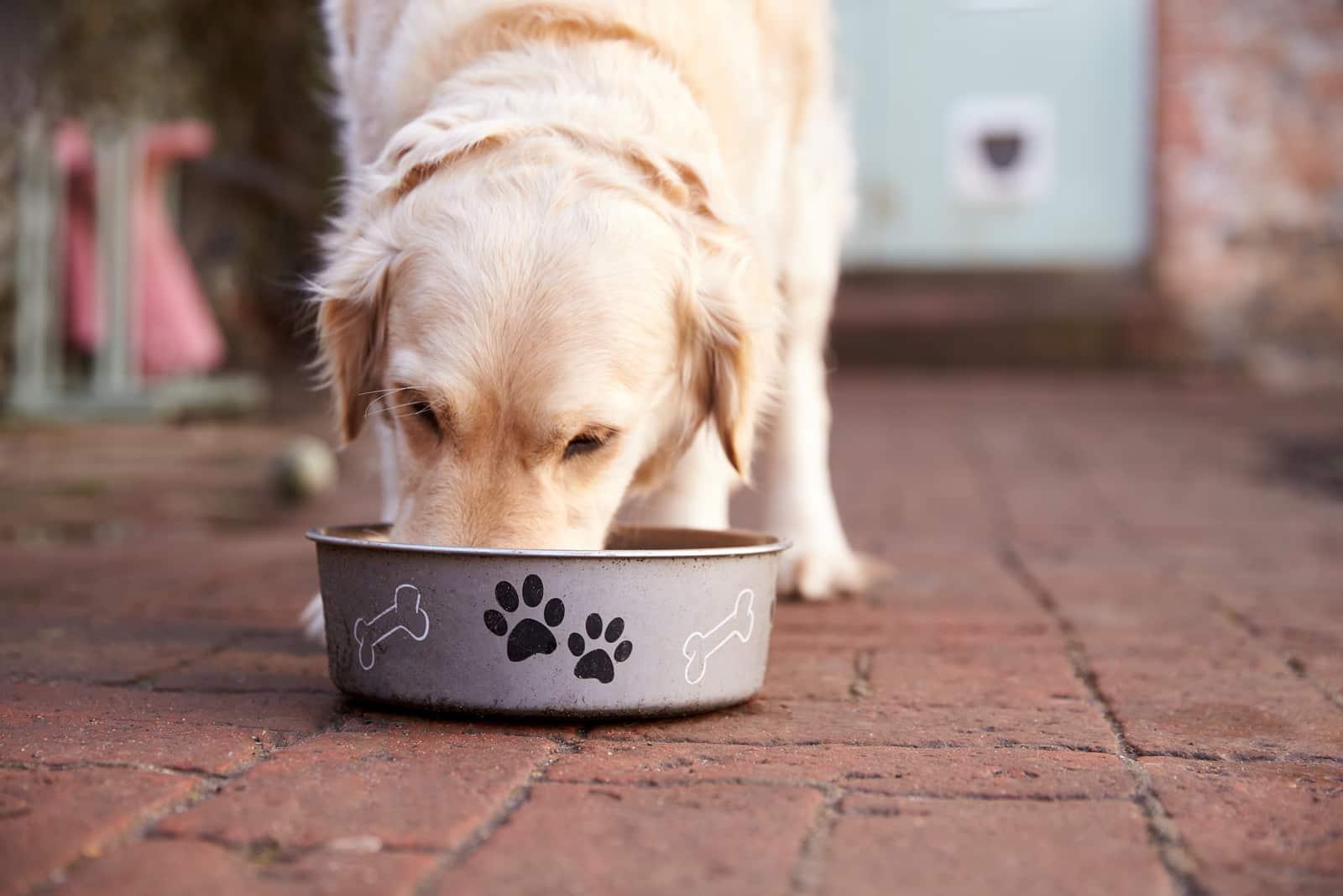 Golden retriever eats out of white dog food bowl on deck