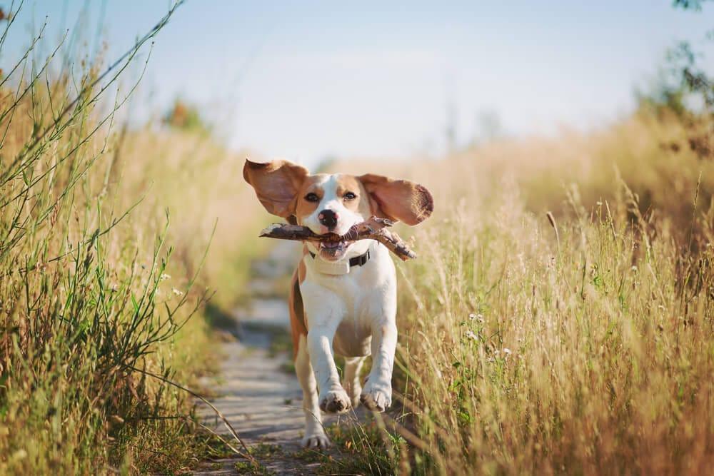 beagle som leker