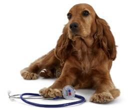 Hund bilde Hund bilde