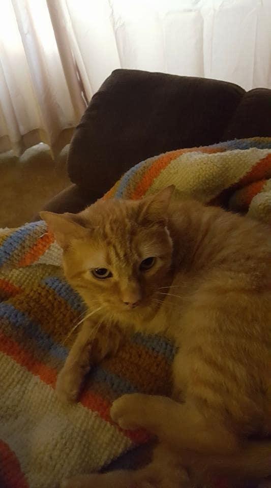 Orange cat lying on blanket