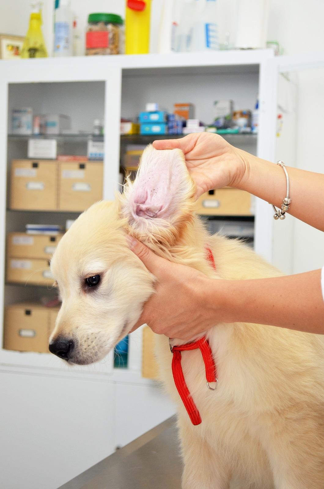 Golden retriever hos veterinæren for en øresjekk