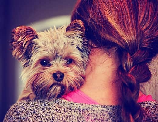 En søt yorkshire terrier som titter rundt en kvinnes skulder