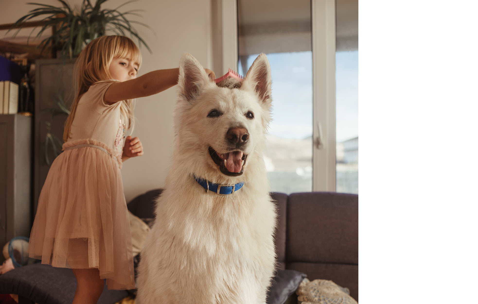 En liten jente som forsiktig børster en stor hvit hund på en sofa.